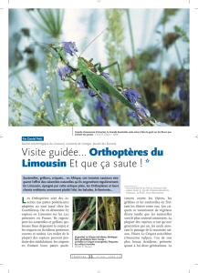 Orthoptères du Limousin / Insectes n° 124