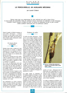 Le Perce-oreille, un auxiliaire méconnu / Insectes n° 88