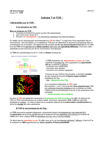 Cellules T et TCR - carabinsnicois.fr