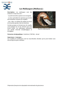 Les Mollusques (Mollusca) :
