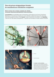 Les neurones - SimplyScience
