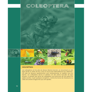 Version originale: pdf - Les insectes de nos jardins