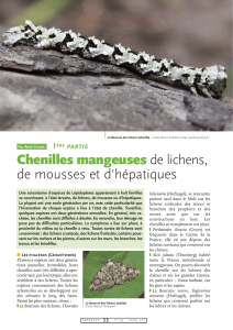Chenilles mangeuses de lichens... I / Insectes n° 133