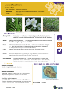Hedychium_coronarium - Espèces Invasives Réunion