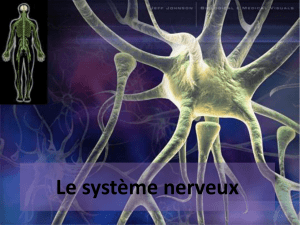 Sytsème nerveux - Sciences secondaire 3