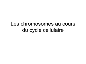 Les chromosomes au cours du cycle cellulaire