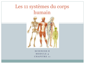 Systemes du corp