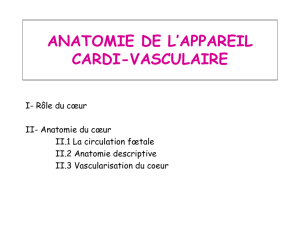 anatomie de l`appareil cardi-vasculaire