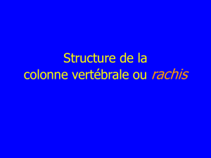 Structure de la colonne