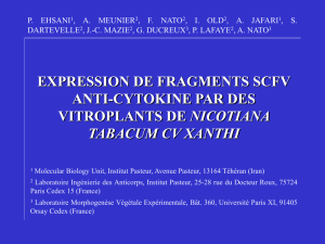 expression de fragments scfv anti-cytokine par des vitroplants de