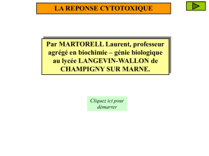 LT cytotoxique - lourdes