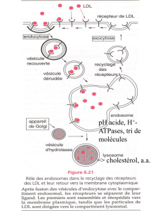 La phagocytose