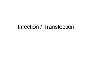 Infection / Transfection