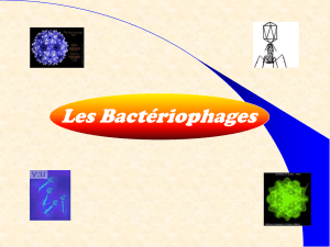 Les Bactériophages