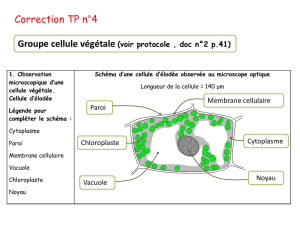 Groupe cellule végétale