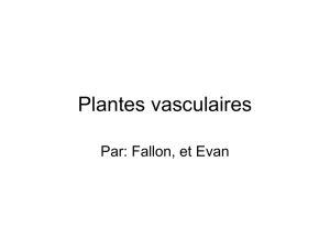 plants vasculairs1 - hrsbstaff.ednet.ns.ca
