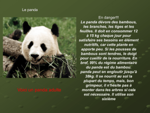 exposé panda ( PPT