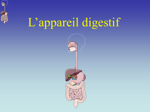 Appareil digestif