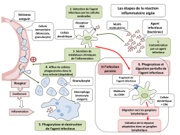 Les étapes De La Réaction Inflammatoire