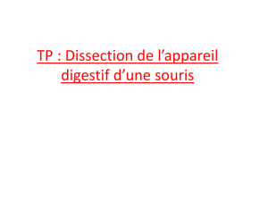 TP-dissection-app-di..