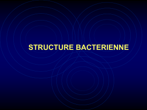 structure bacterienne moyens d`etude le microscope optique