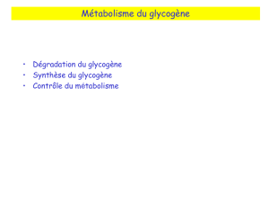 Glycogène phosphorylase