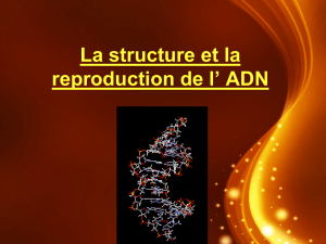 Structure de l`ADN, ARN et réplication
