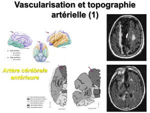 Vascularisation et topographie artérielle (3)
