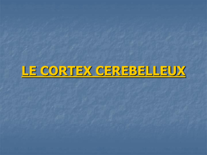 LE CORTEX CEREBELLEUX