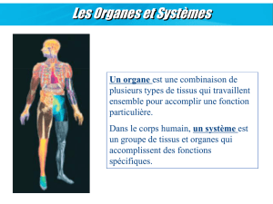 07 Systemes et Organes