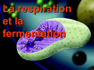 respiration.pps