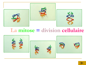 La mitose = division cellulaire