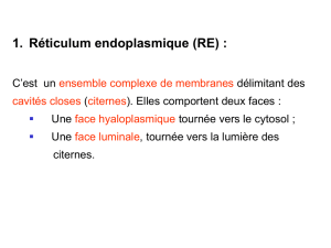 Réticulum endoplasmique (RE)