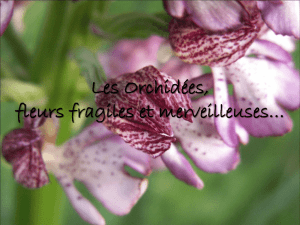 Les orchidées Pour tout savoir sur les orchidées