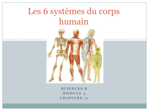 Systemes du corp revised 2012 - Mlle Norman