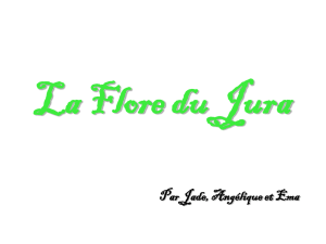 la_flore_du_jura_diaporama ( PPT