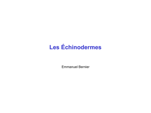Les échinodermes - Emmanuel Bernier