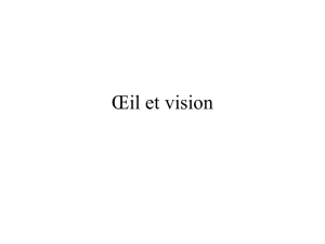 COURS 3: Œil et vision