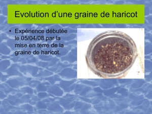 Evolution d`une graine de haricot - Académie de Nancy-Metz