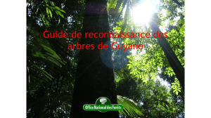 En Guyane - REDD+ for the Guiana Shield