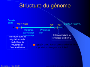 Structure du génome