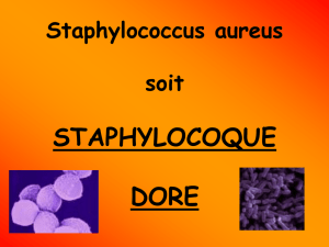staphylocoque