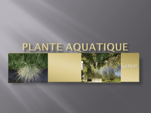 Plante aquatique