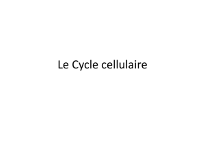 Le Cycle cellulaire - E