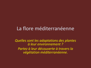 La flore méditerranéenne