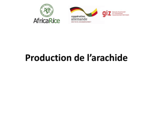 Production de l*arachide