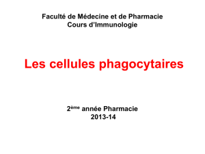 Les étapes de la Phagocytose