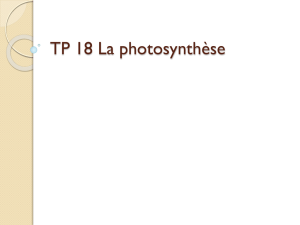 Correction TP18 La photosynthèse