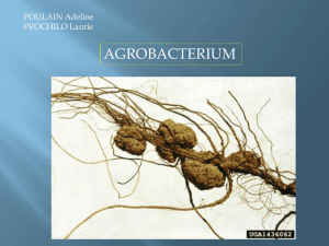 Agrobacterium - Site perso mcavalla