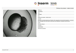 Embryon de poisson : stade morula - Serimedis